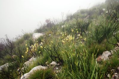 Pterygodium catholicum, photographed by Tony Rebelo