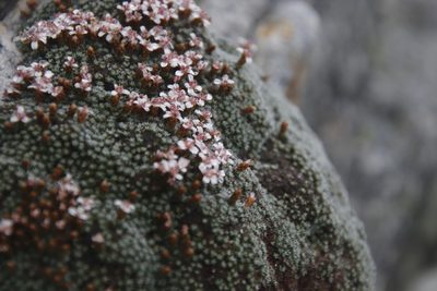 Muscosomorphe aretioides, photographed by Tony Rebelo