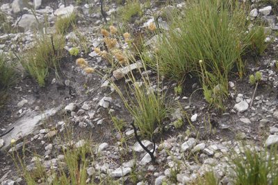 Geochloa rufa, photographed by Tony Rebelo