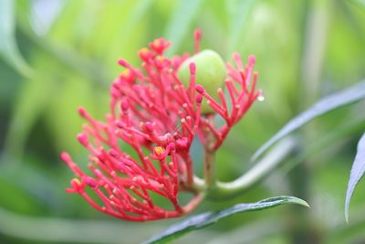Jatropha multifida, photographed by Skjold Søndergaard