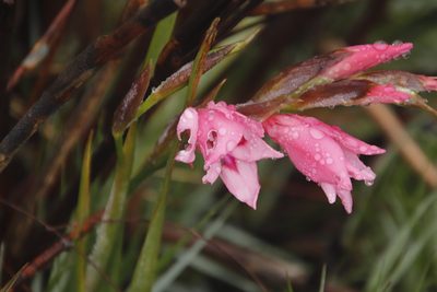 Gladiolus carneus, photographed by Tony Rebelo