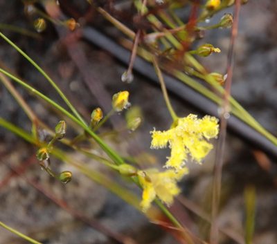 Villarsia manningiana, photographed by Tony Rebelo