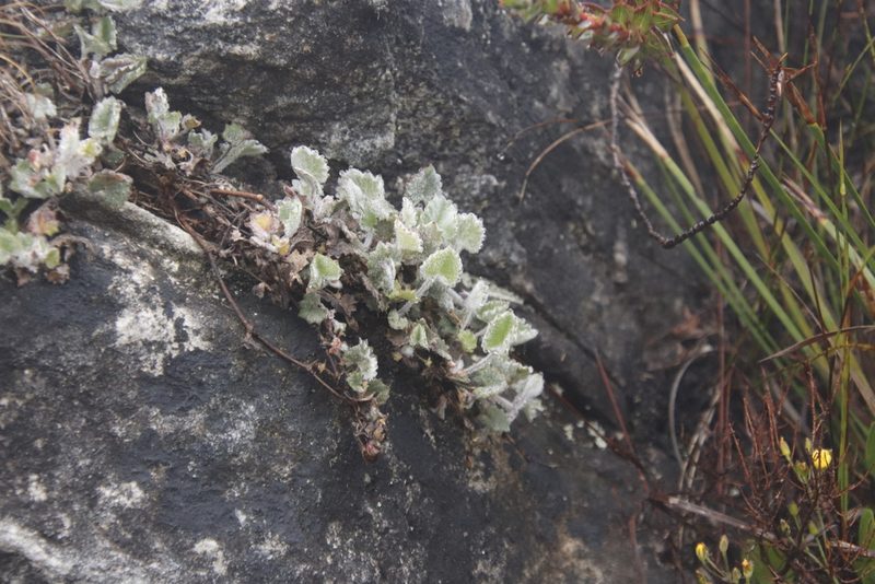 Centella flexuosa, photographed by Tony Rebelo