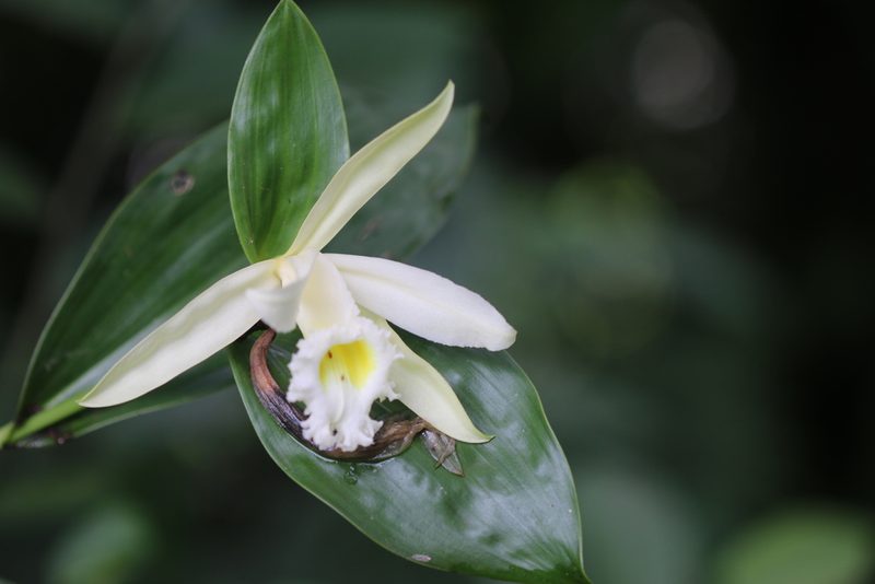 Sobralia macrophylla, photographed by Skjold Søndergaard