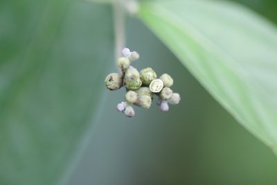 Varronia spinescens, photographed by Skjold Søndergaard