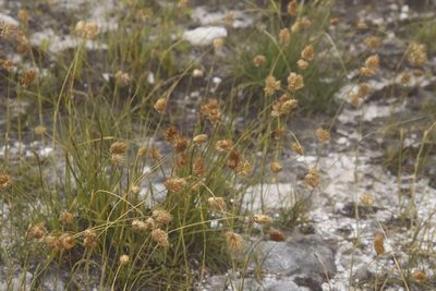 Geochloa rufa, photographed by Tony Rebelo