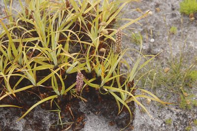 Capeobolus brevicaulis, photographed by Tony Rebelo