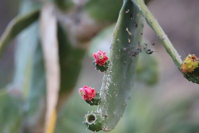 Opuntia cochenillifera, photographed by Aitor
