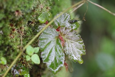 Begonia semiovata, photographed by Skjold Søndergaard