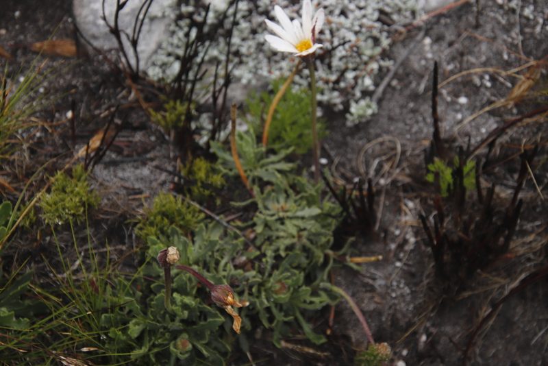 Dimorphotheca montana, photographed by Tony Rebelo