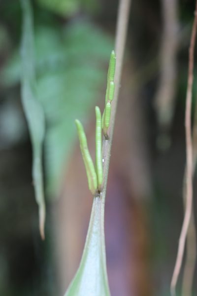 Cheiroglossa palmata, photographed by Skjold Søndergaard