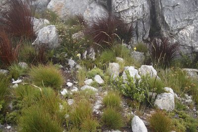 Geochloa rufa, photographed by Tony Rebelo