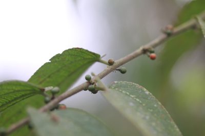 Trema micranthum, photographed by Skjold Søndergaard