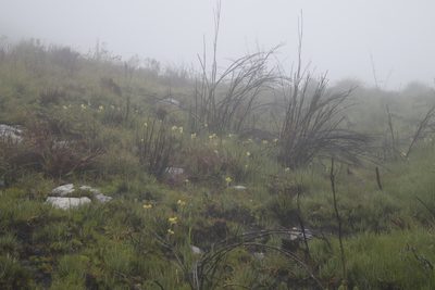 Pterygodium acutifolium, photographed by Tony Rebelo