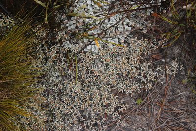 Helichrysum diffusum, photographed by Tony Rebelo