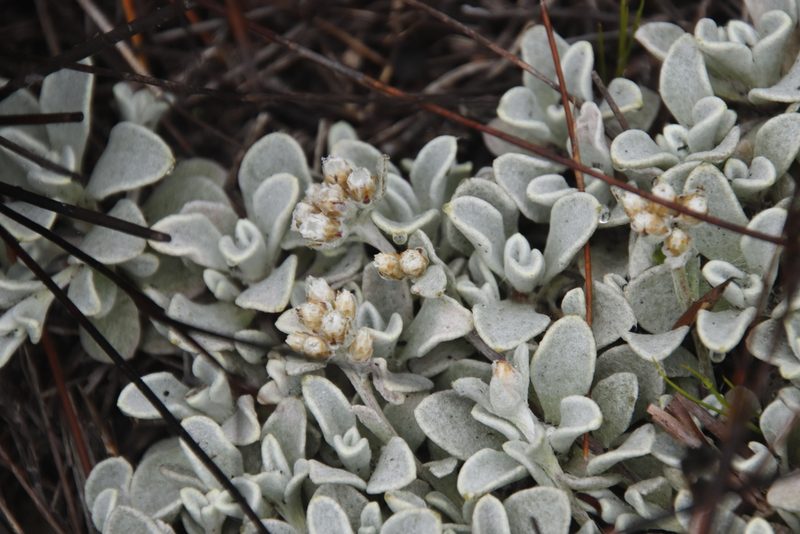 Helichrysum diffusum, photographed by Tony Rebelo