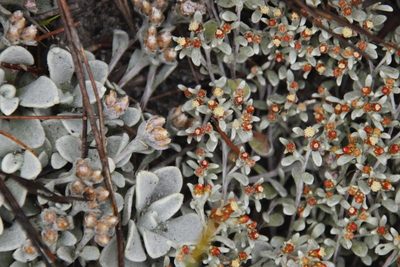Helichrysum tinctum, photographed by Tony Rebelo