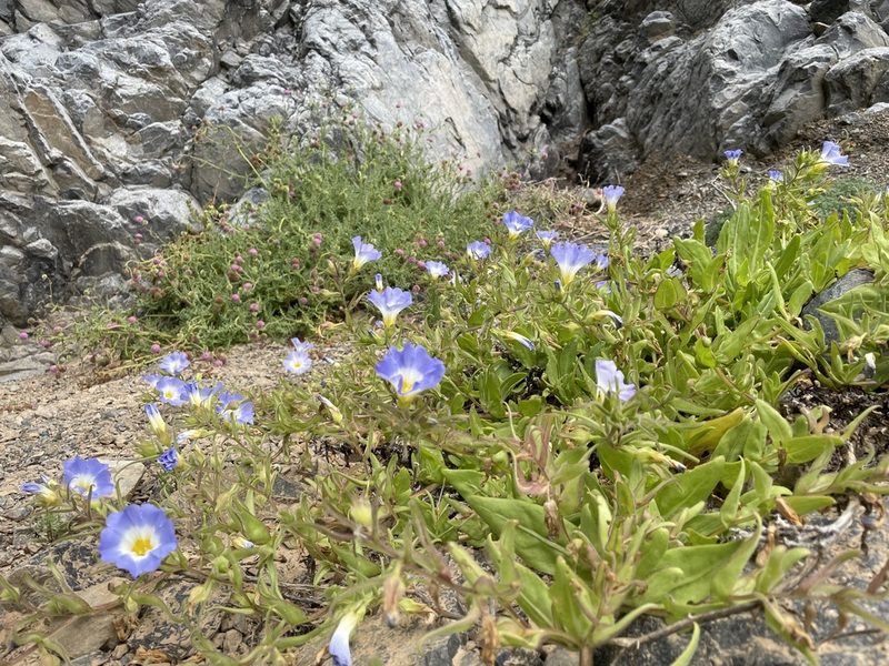 Nolana elegans, photographed by Franco Capriroli