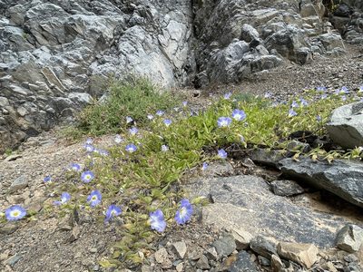 Nolana elegans, photographed by Franco Capriroli