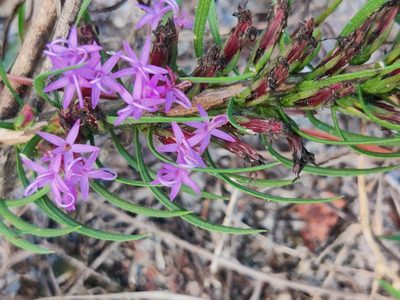 Liatris chapmanii