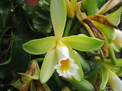 Vanilla chamissonis, photographed by Victor Farjalla Pontes