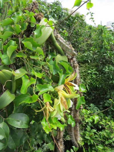Vanilla chamissonis, photographed by Victor Farjalla Pontes