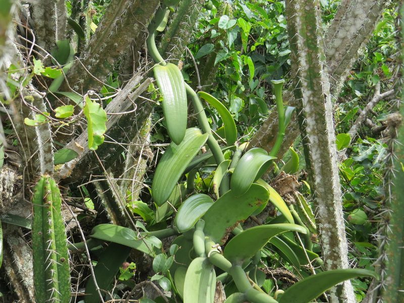 Vanilla chamissonis, photographed by Victor Farjalla Pontes
