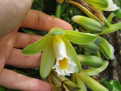 Vanilla chamissonis, photographed by Victor Farjalla Pontes