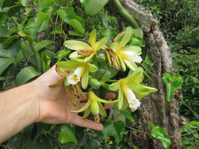 Vanilla chamissonis, photographed by Victor Farjalla Pontes