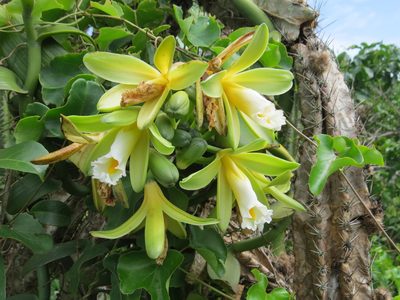 Vanilla chamissonis, photographed by Victor Farjalla Pontes