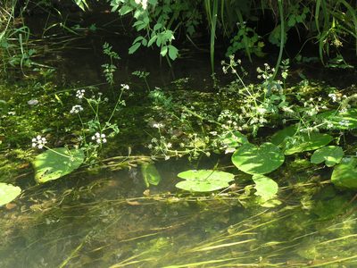 Oenanthe aquatica, photographed by Oleg Kosterin