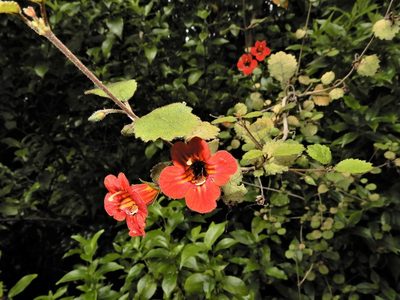 Rhabdothamnus solandri, photographed by Grey Smith