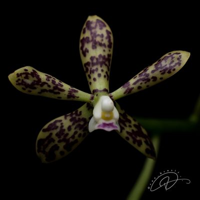 Prosthechea tigrina, photographed by Reinaldo de Oliveira Elias