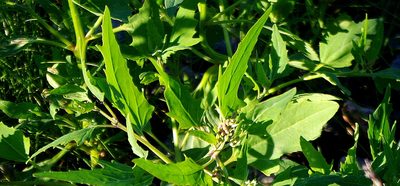 Atriplex nudicaulis, photographed by Георгий Виноградов (Georgy Vinogradov)