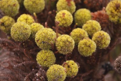 Brunia fragarioides, photographed by Tony Rebelo