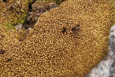 Hypodontium pomiforme, photographed by Tony Rebelo