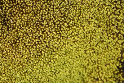 Hypodontium pomiforme, photographed by Tony Rebelo