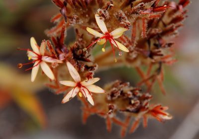Dilatris viscosa, photographed by Tony Rebelo