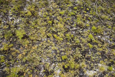 Oxalis truncatula, photographed by Tony Rebelo