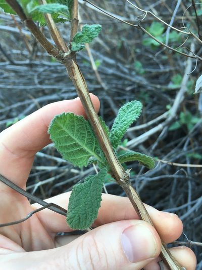 Lepechinia rossii, photographed by Martin Purdy