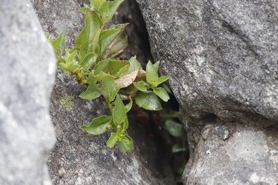Teedia lucida, photographed by Tony Rebelo