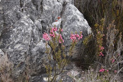 Erica tegulifolia, photographed by Tony Rebelo