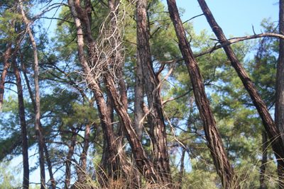 Pinus brutia, photographed by Edmundas Greimas