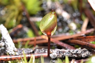 Buxbaumia aphylla, photographed by Braden J. Judson