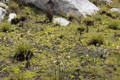 Capeobolus brevicaulis, photographed by Tony Rebelo