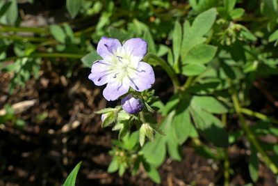 Phacelia dubia, photographed by botanygirl