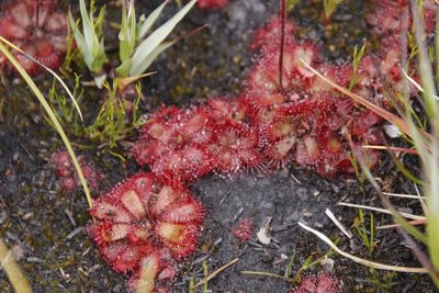 Drosera cuneifolia, photographed by Tony Rebelo
