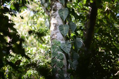 Philodendron hederaceum, photographed by B. Phalan