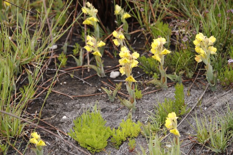 Pterygodium acutifolium, photographed by Tony Rebelo