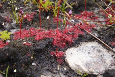 Drosera trinervia, photographed by Tony Rebelo